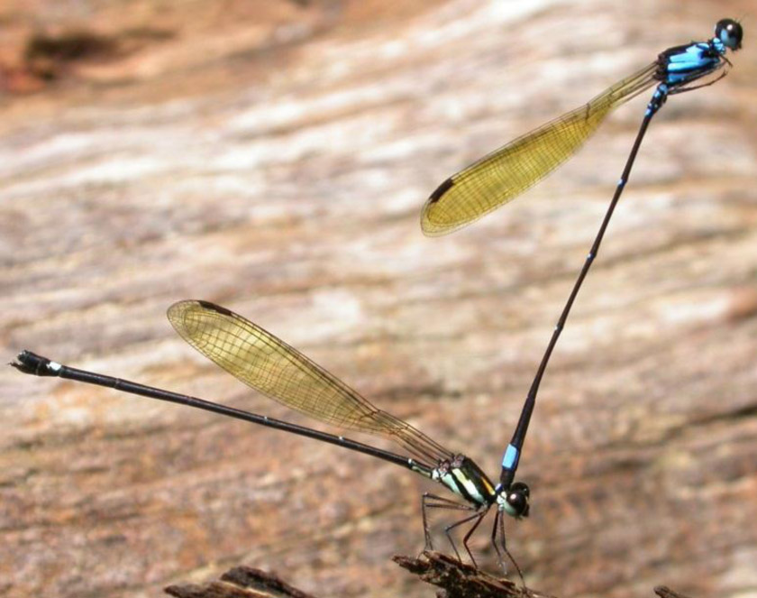 Nososticta salomonis