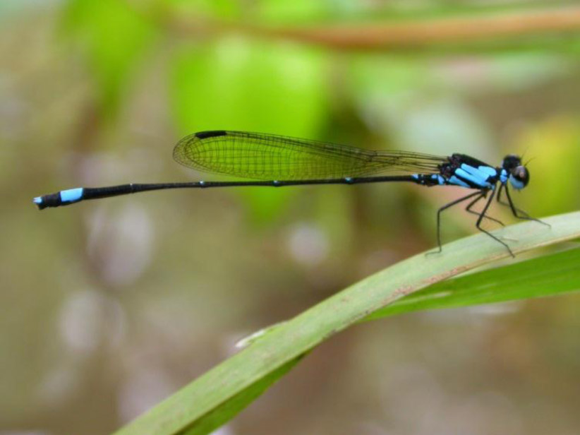 Family Disparoneuridae figure 2