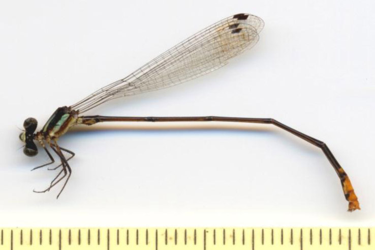 Family Disparoneuridae figure 3