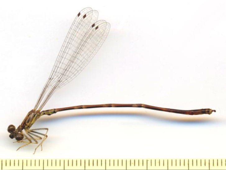 Family Isostictidae figure 1