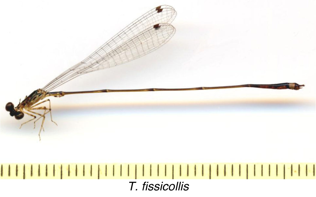 Family Isostictidae figure 10