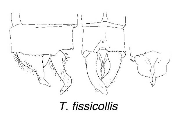 Family Isostictidae figure 11