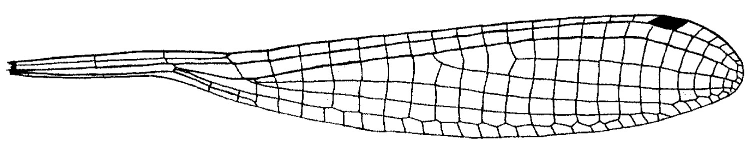 Family Isostictidae figure 12