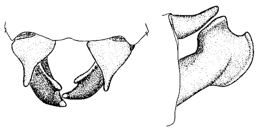 Family Isostictidae figure 13