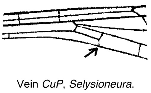 Family Isostictidae figure 2