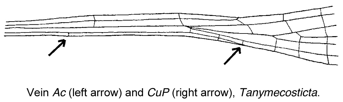Family Isostictidae figure 3