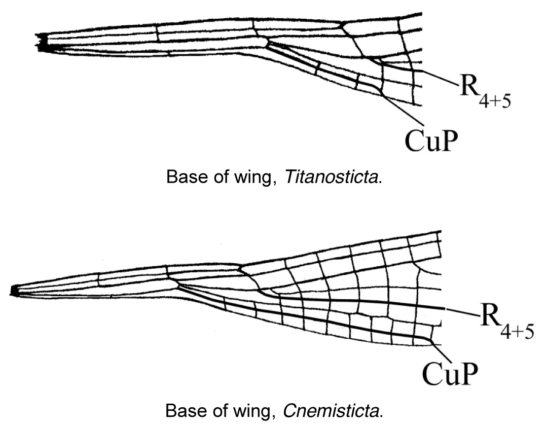 Family Isostictidae figure 4