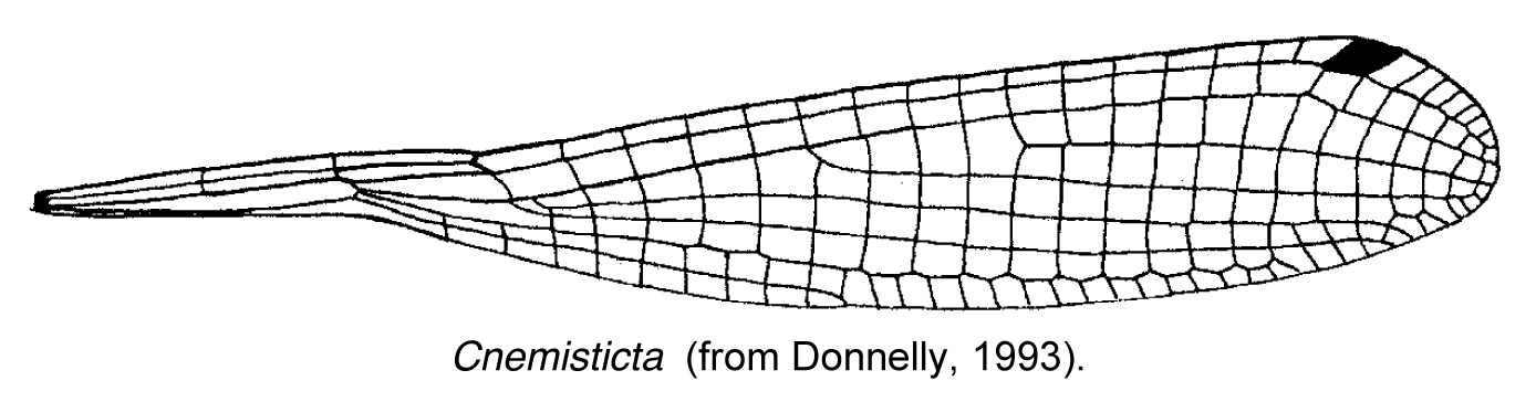 Family Isostictidae figure 5