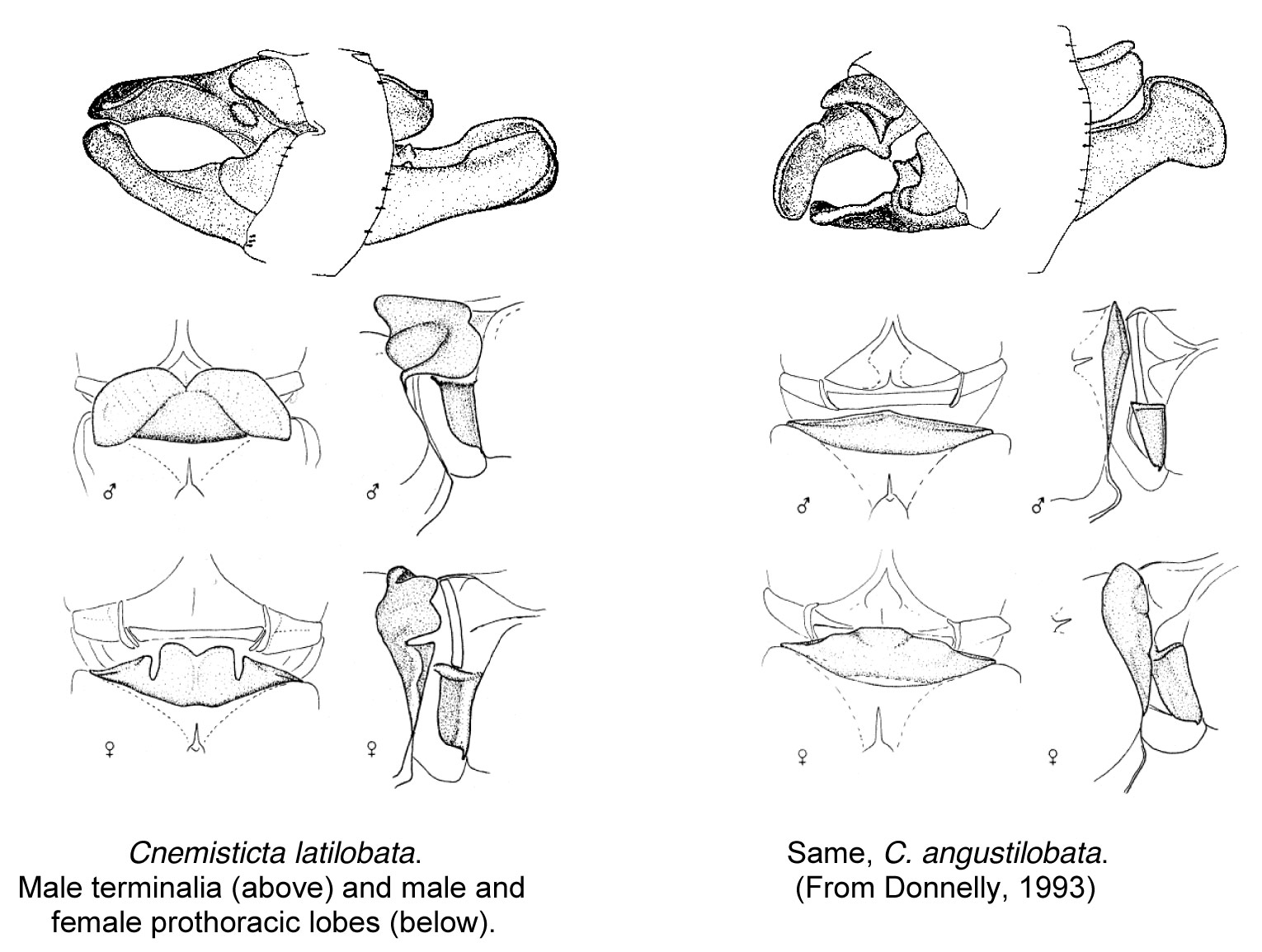Family Isostictidae figure 6