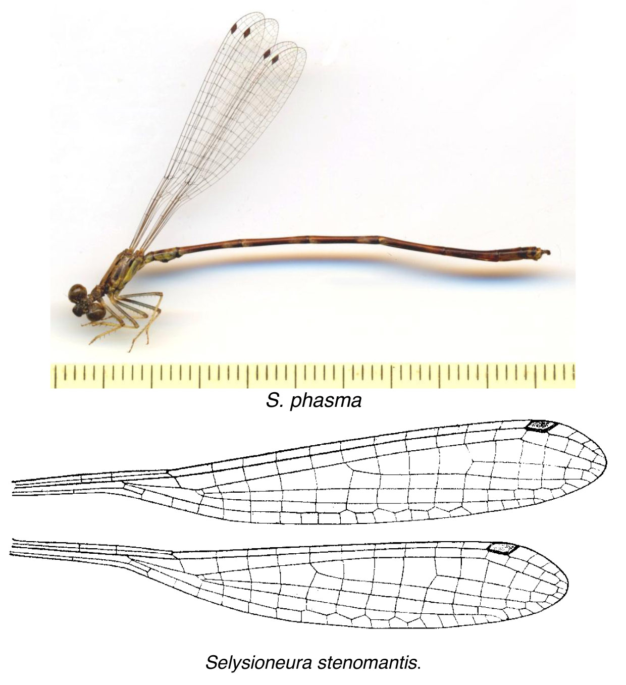 Family Isostictidae figure 7