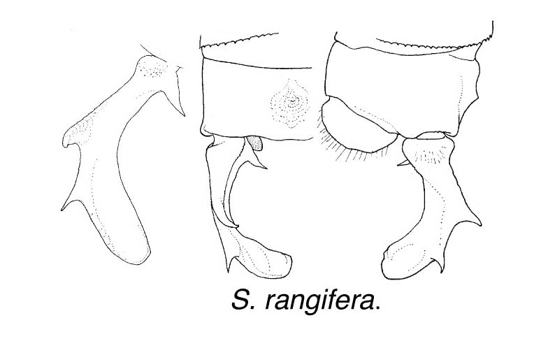 Family Isostictidae figure 8