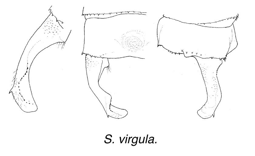 Family Isostictidae figure 9