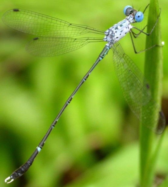 Lestes praemorsus