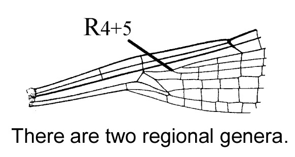 Family Lestidae figure 1