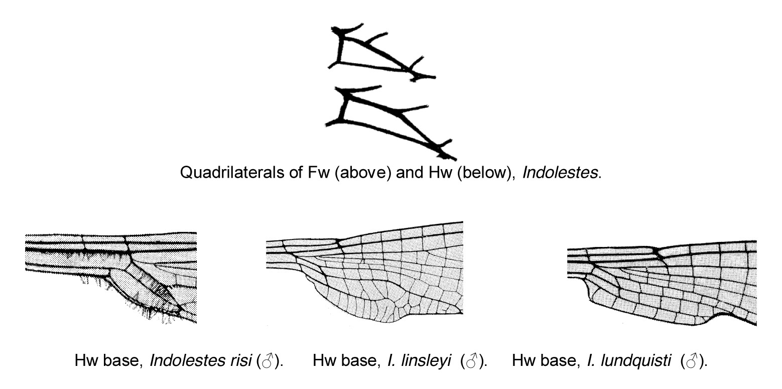 Family Lestidae figure 2
