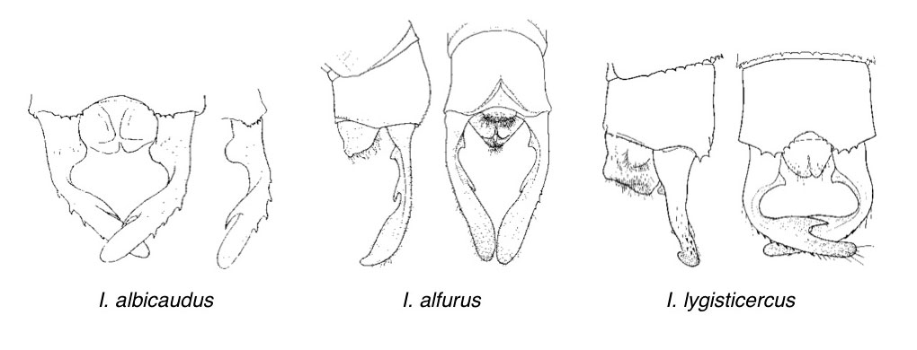 Family Lestidae figure 3