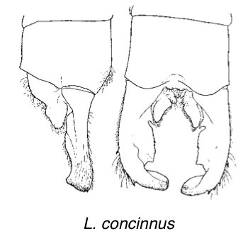 Family Lestidae figure 4