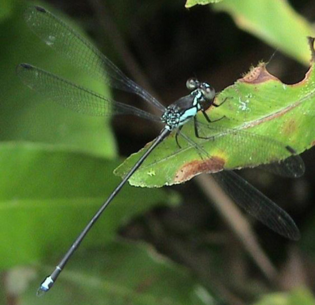 Argiolestes subornatus