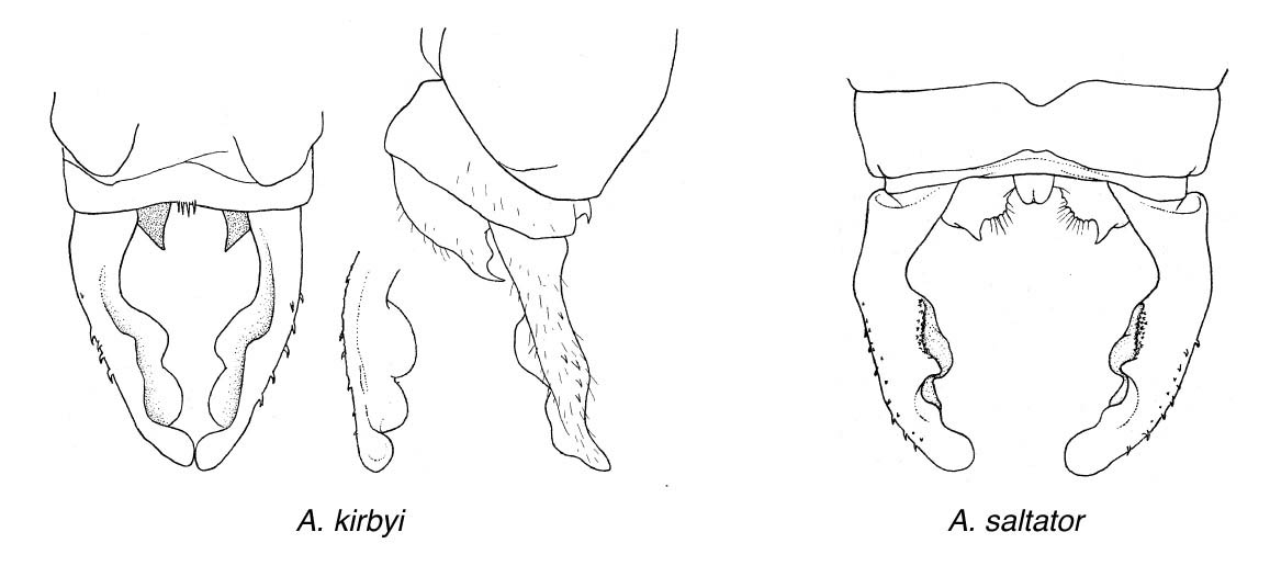 Family Megapodagrionidae figure 7