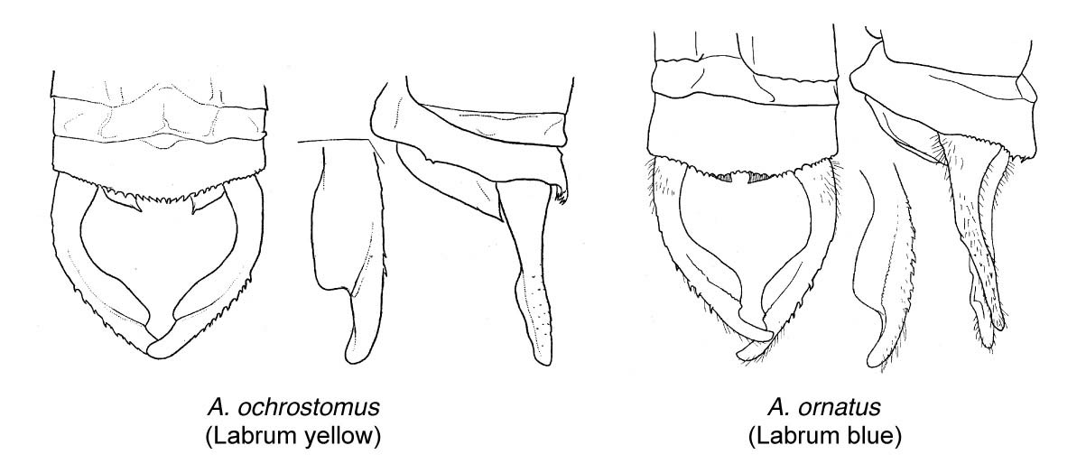 Family Megapodagrionidae figure 8