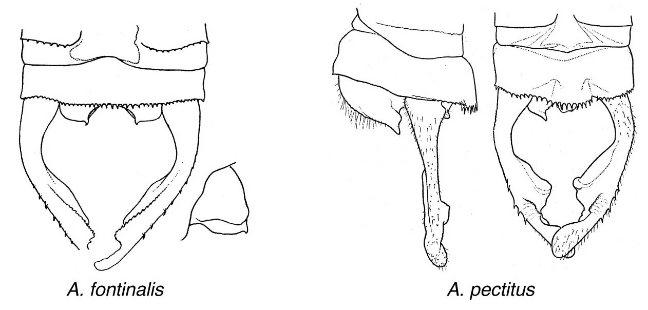 Family Megapodagrionidae figure 9