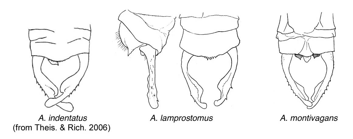 Family Megapodagrionidae figure 10