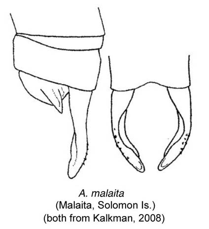 Family Megapodagrionidae figure 11