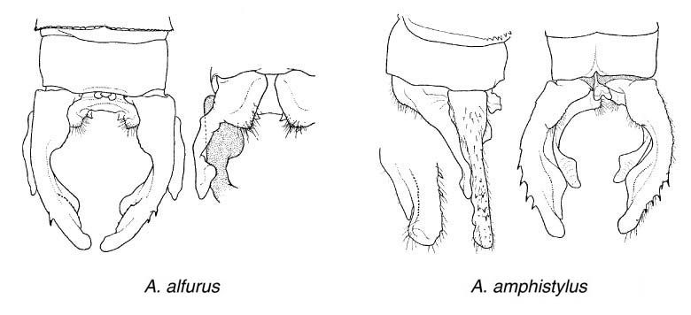 Family Megapodagrionidae figure 12