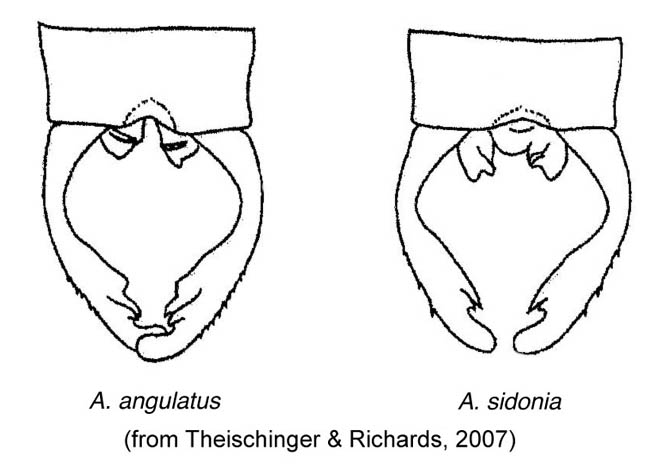 Family Megapodagrionidae figure 13