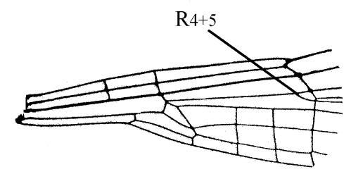 Family Megapodagrionidae figure 1