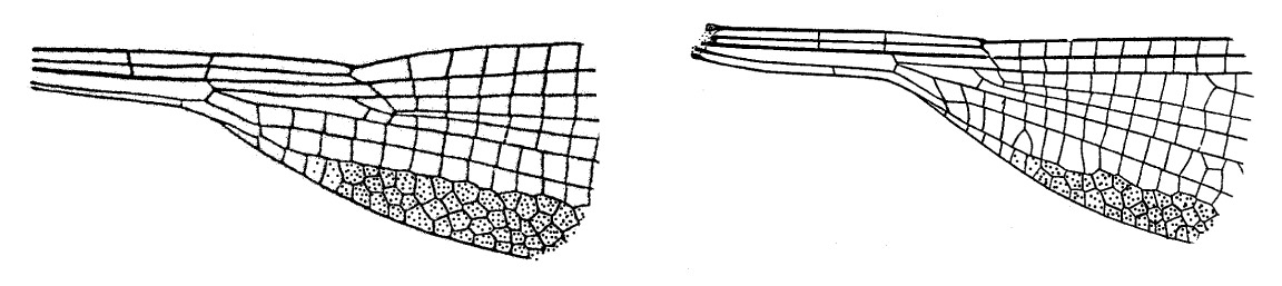 Family Megapodagrionidae figure 2