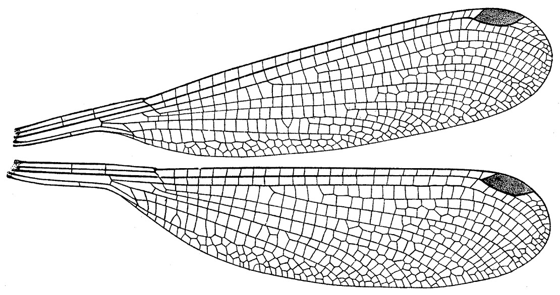 Family Megapodagrionidae figure 3
