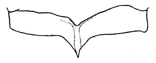 Family Megapodagrionidae figure 4