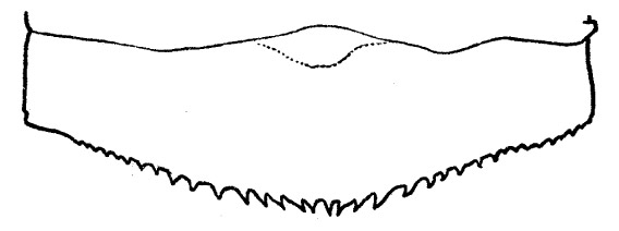 Family Megapodagrionidae figure 5