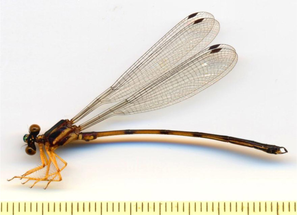 Family Megapodagrionidae figure 6