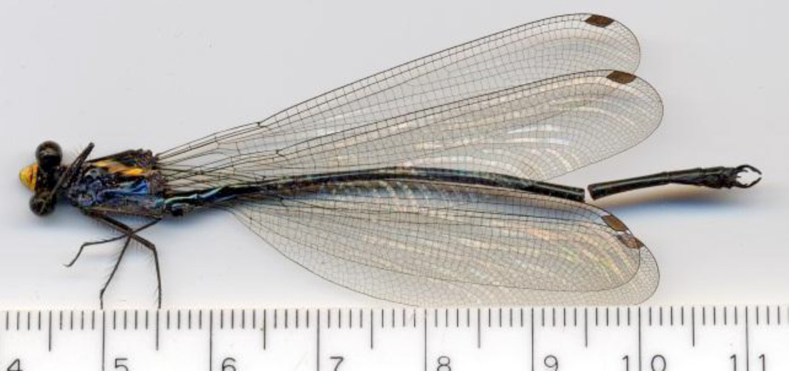 Family Megapodagrionidae figure 14