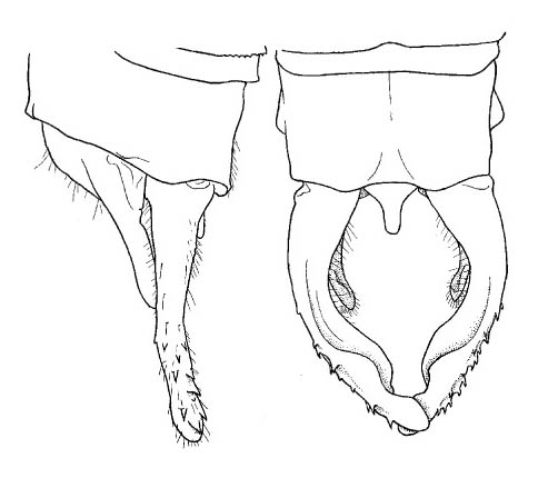 Family Megapodagrionidae figure 15