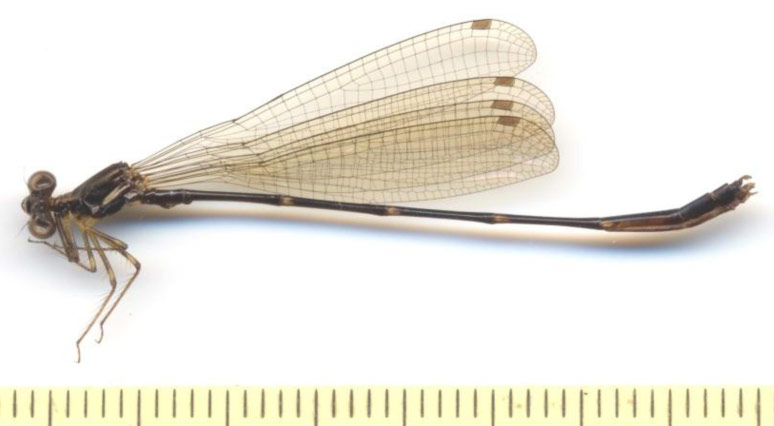 Family Platystictidae figure 1