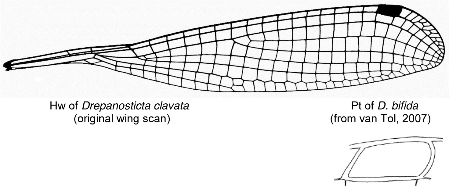 Family Platystictidae figure 2