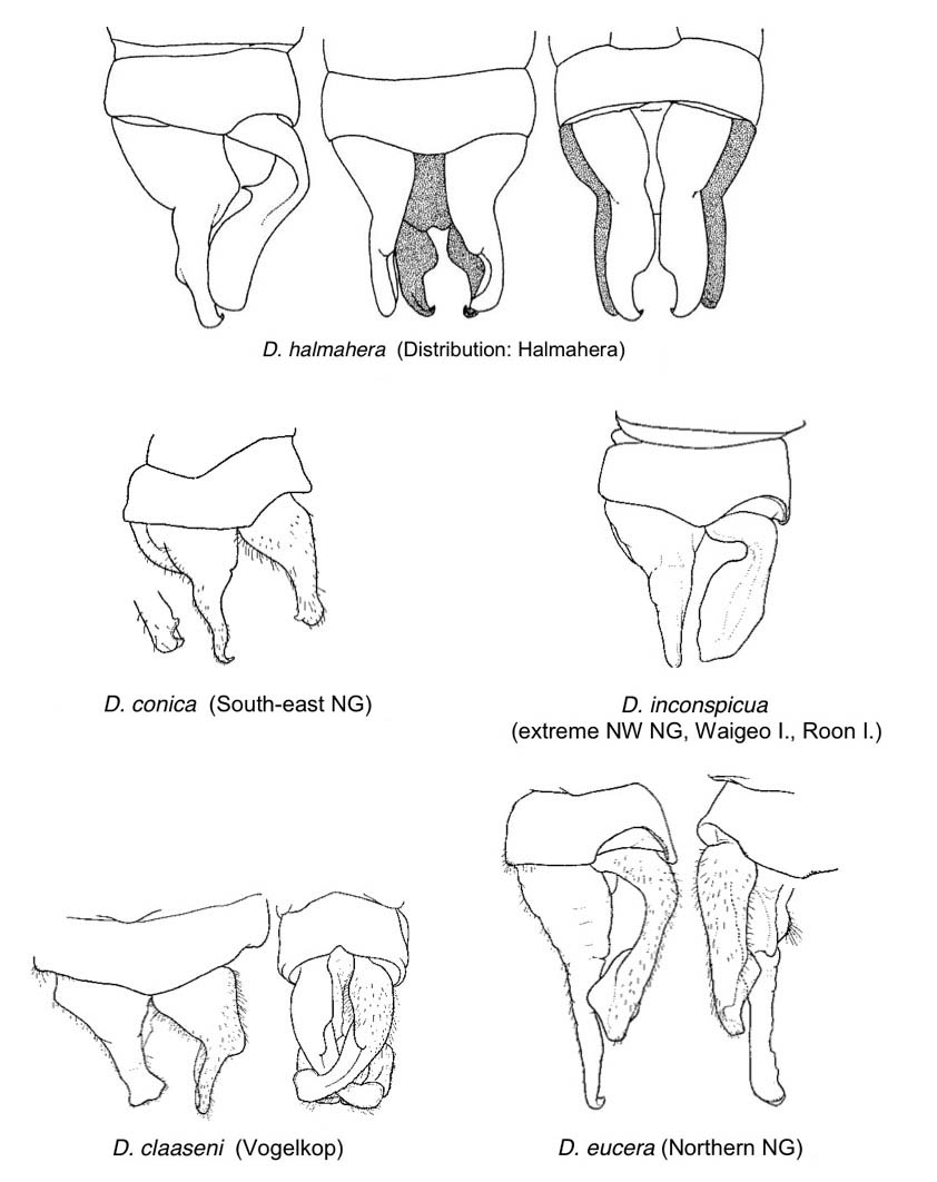 Family Platystictidae figure 3