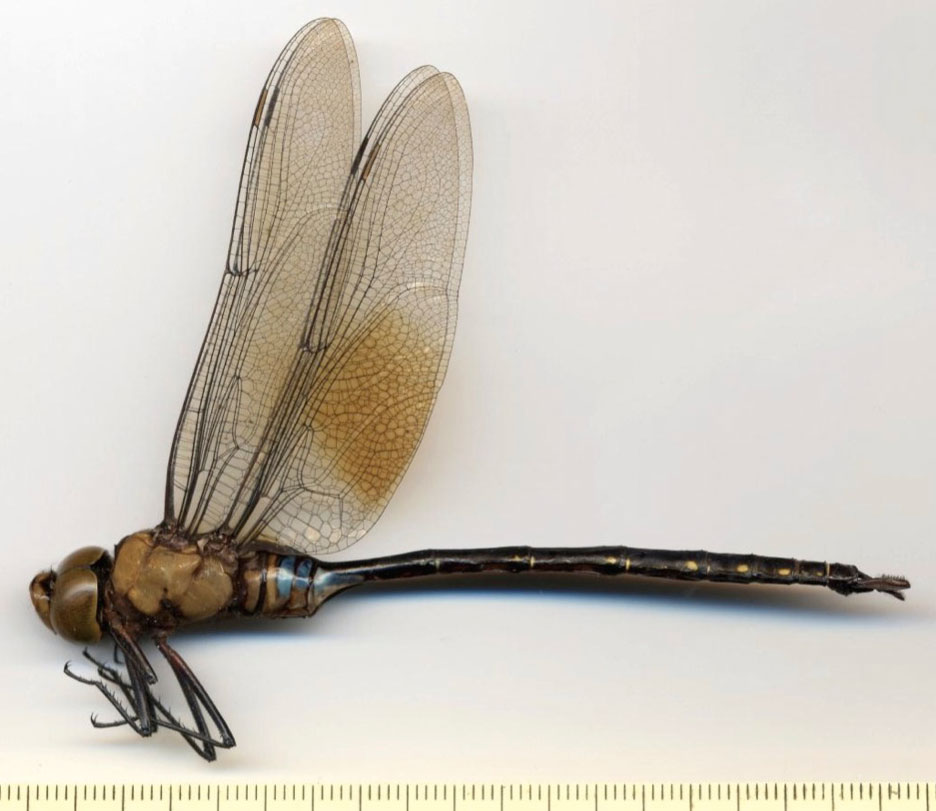 Anax maclachlani