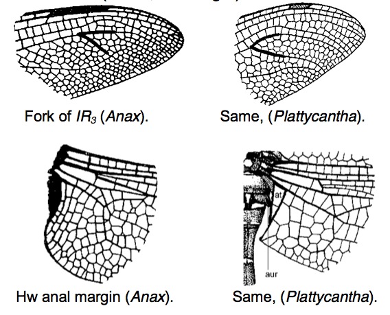 Family Aeshnidae figure 1