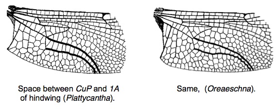 Family Aeshnidae figure 2