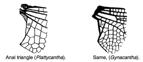 Family Aeshnidae figure 3