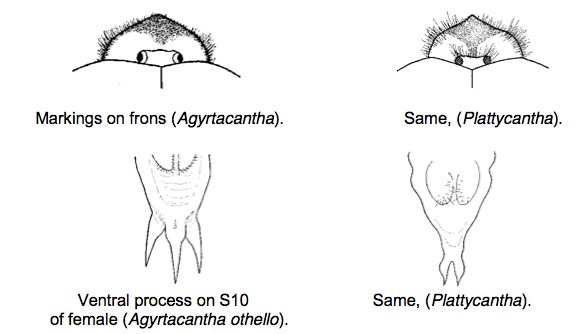 Family Aeshnidae figure 4