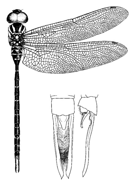 Family Aeshnidae figure 5