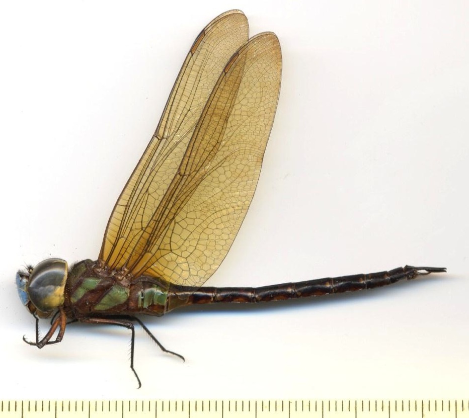 Family Aeshnidae figure 6