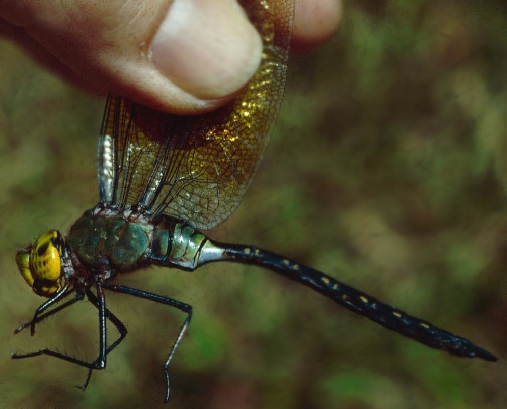 Anax selysi