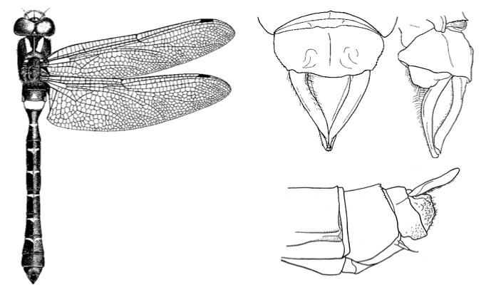 Family Aeshnidae figure 7
