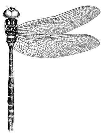 Plattycantha acuta